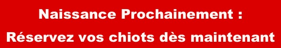 Naissance Prochainement :
Réservez vos chiots dès maintenant